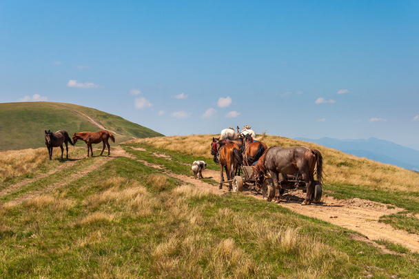Viajando acampamento cigano com cavalo e vagão
 - Foto, Imagem