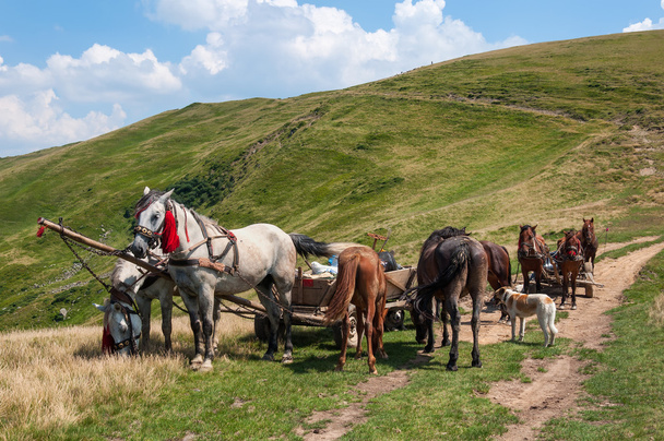 Ταξιδεύουν καταυλισμό των τσιγγάνων με άλογο και βαγόνι - Φωτογραφία, εικόνα