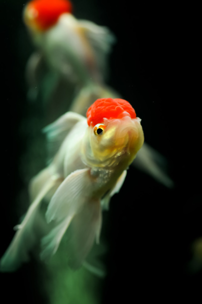 δύο orandas κόκκινο καπάκι σε μια δεξαμενή ψαριών - Φωτογραφία, εικόνα