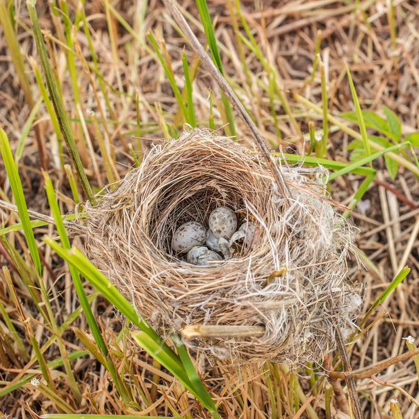 草の切抜きの上に横たわる小さな斑点のある卵と荒廃の巣 - 写真・画像