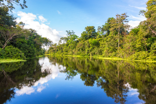 Reflexión amazónica
 - Foto, imagen