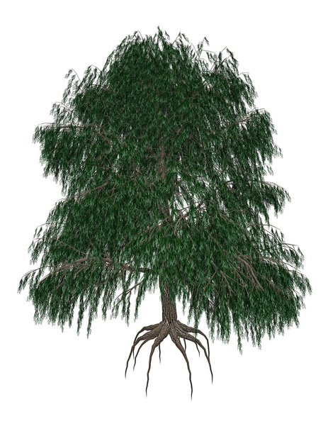 Babylon oder Trauerweide, Salix babylonica tree - 3D Render - Foto, Bild