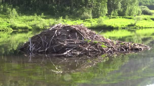 Beaver House on lake - Footage, Video