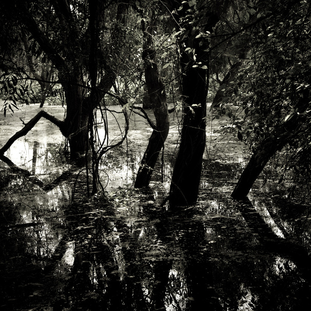 Tree with flooding in swamp - Photo, Image