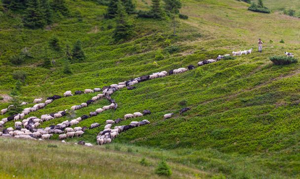 stado owiec na zielonej trawie - Zdjęcie, obraz
