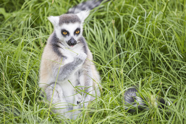 Lémur de cola anillada alimentándose en la hierba
 - Foto, Imagen