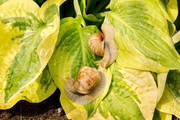 Deux escargots de jardin sur feuilles d'hosta vertes et jaunes
 - Photo, image