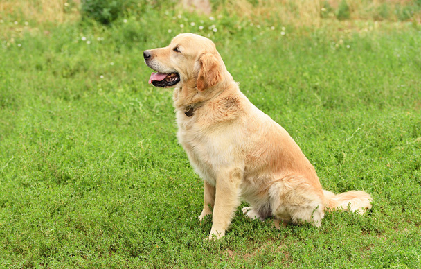 Portre portre bir golden retriever köpek - Fotoğraf, Görsel