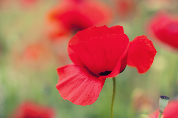 Macro image of red poppy flowers, with small depth of field - Фото, изображение