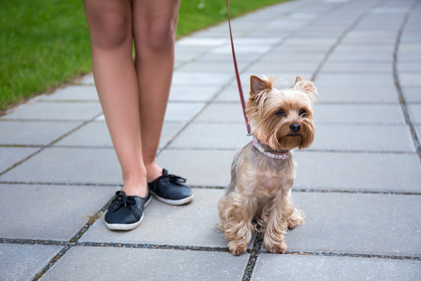 dog yorkshire terrier and female legs - Φωτογραφία, εικόνα