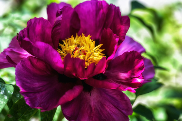 Головки цветка пиона
 - Фото, изображение