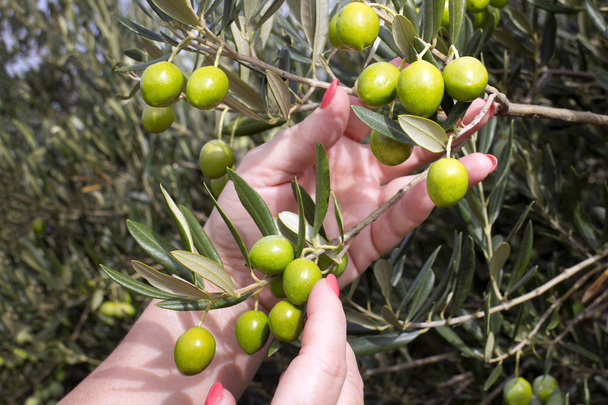Hands picking olives - Photo, Image