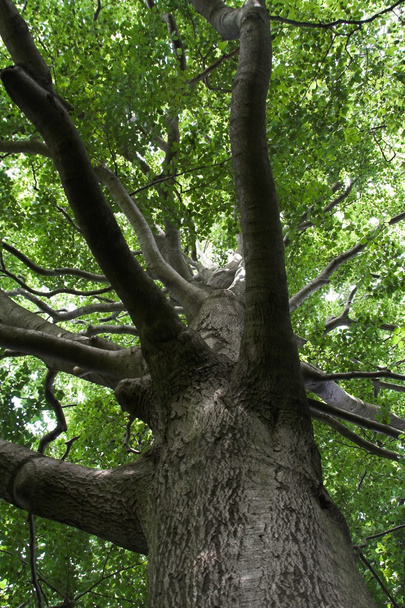 Вид на вершину дерева
 - Фото, изображение