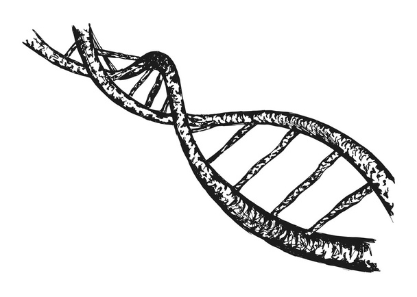 The structure of DNA - Vector, Image
