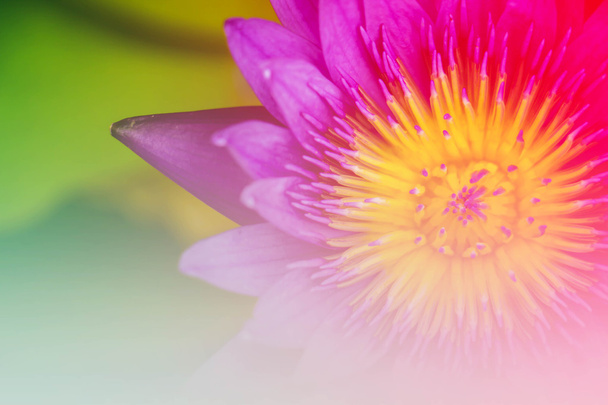 Iluminación púrpura de la piscina de loto floreciendo en el jardín
 - Foto, Imagen