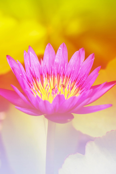 Bahçede çiçek açan mor lotus havuz aydınlatma - Fotoğraf, Görsel