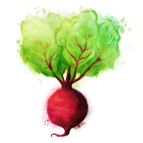 Watercolor  Beetroot on white - Vector, Image