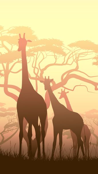 Ilustración vertical de jirafas silvestres en la sabana africana del atardecer
 - Vector, Imagen