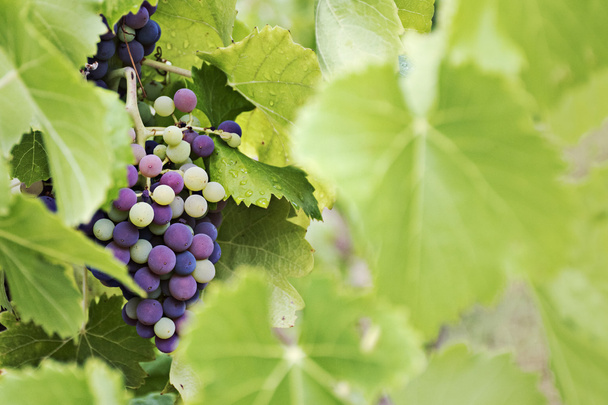mature and immature grapes of red wine behind blurred leaves - Fotoğraf, Görsel