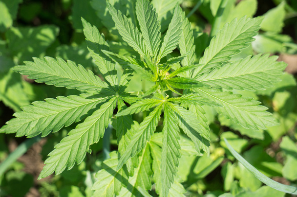 Cannabis plant - Фото, изображение
