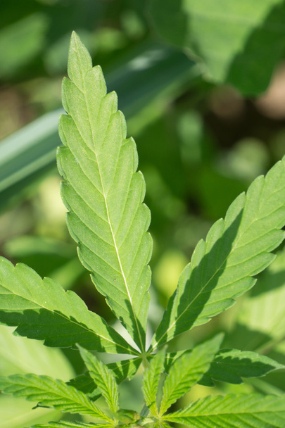 Cannabis plant - Foto, afbeelding