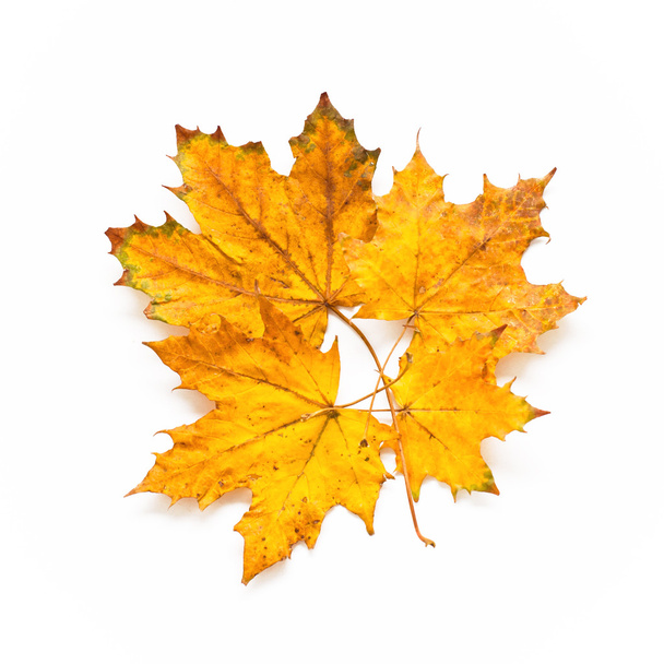 кленове листя
 - Фото, зображення