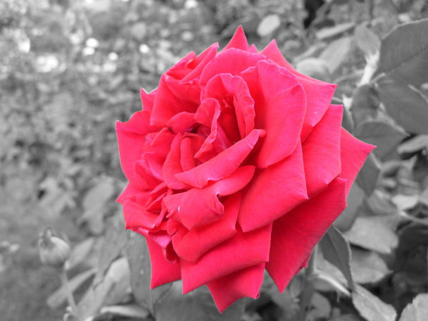 троянда квітка макрос на чорно-білому тлі
 - Фото, зображення