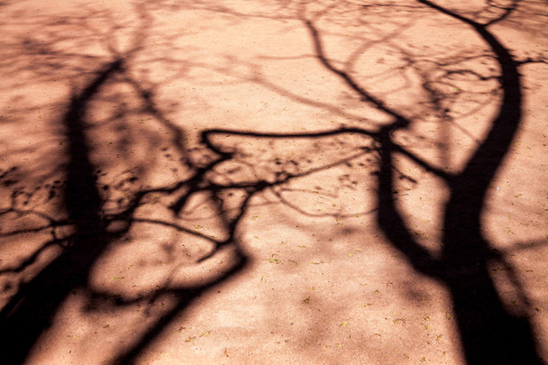 Σκιές δέντρων - Φωτογραφία, εικόνα