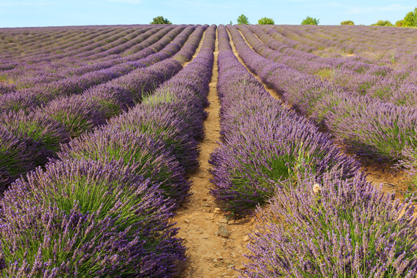Kaunis tuoksuva laventeli kentät
  - Valokuva, kuva