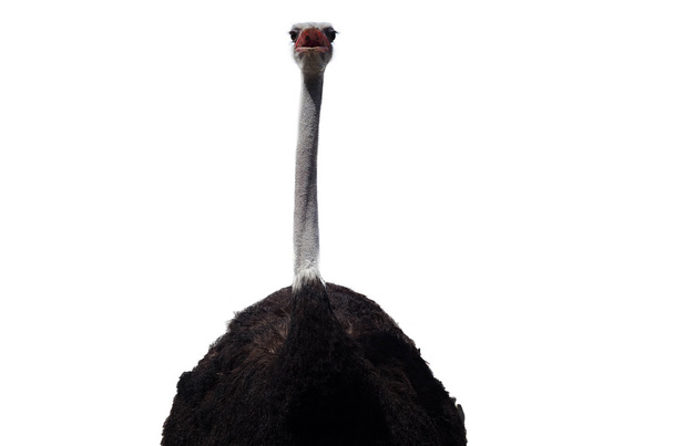 cabeça de avestruz e corpo de perto isolado em branco
 - Foto, Imagem