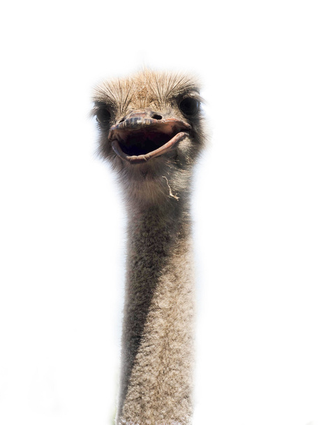 Cabeza de avestruz de cerca aislada en blanco
 - Foto, Imagen