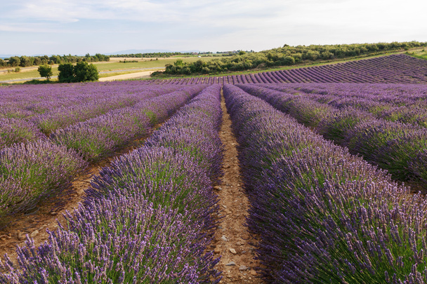 Beautiful fragrant lavender fields  - Photo, Image