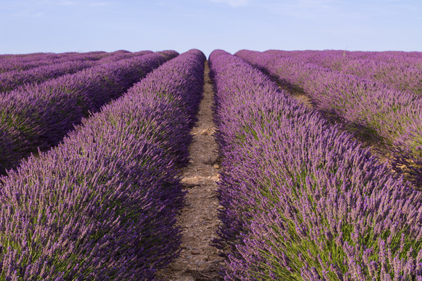 Beautiful fragrant lavender fields  - Fotografie, Obrázek