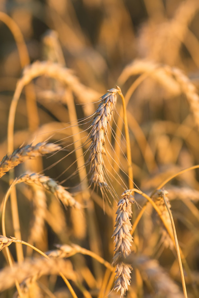 zlaté uši pšenice za oblohou - Fotografie, Obrázek