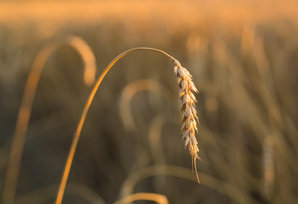 Золоті вуха пшениці під небом
 - Фото, зображення
