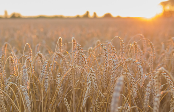 Золоті вуха пшениці під небом
 - Фото, зображення