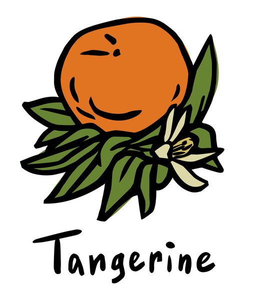 Tangerine vruchten - Vector, afbeelding