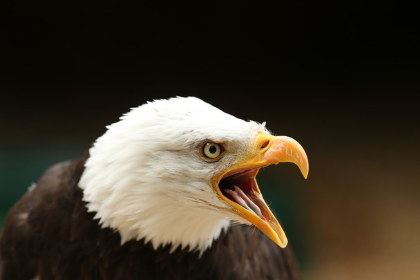 Αετός φαλακρός - Φωτογραφία, εικόνα