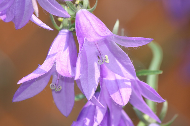 Bellflower, rastejando (Campanula rapunculoides
) - Foto, Imagem