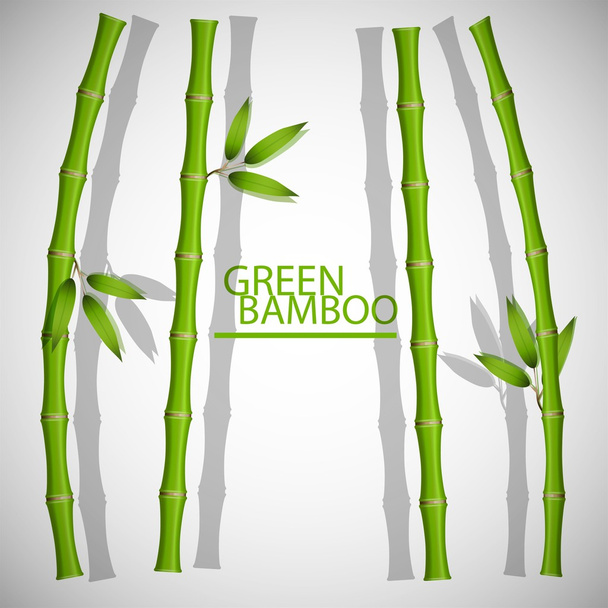 Realistic bamboo plant Vectors & Illustrations for Free Download