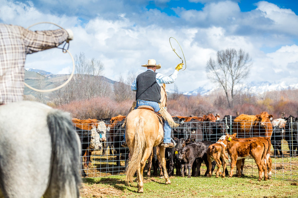 Cowboys catching newly born calves - Photo, Image