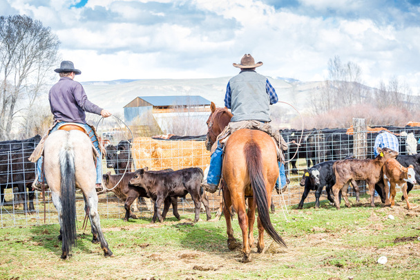 Cowboys cattura vitelli appena nati
 - Foto, immagini