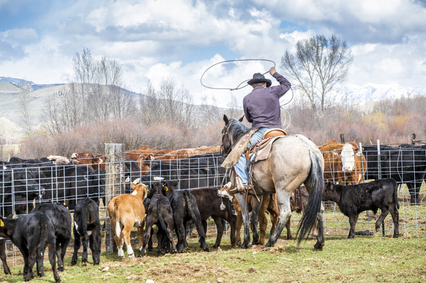 Cowboys attraper les veaux nouveau-nés
 - Photo, image