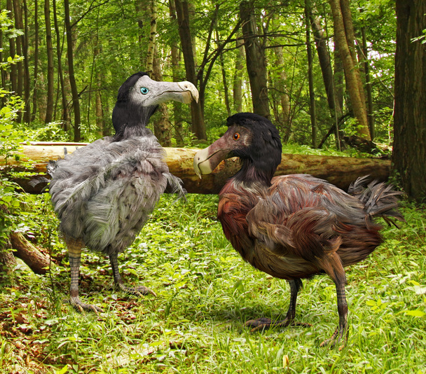 Dodo Birds In Forest - Fotó, kép