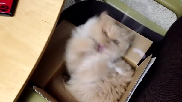 κοντινό πλάνο Περσική γάτα παίζει το παιχνίδι - Πλάνα, βίντεο