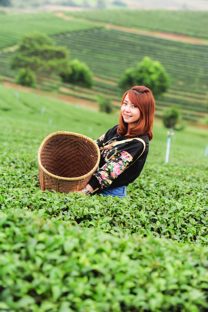 Asia bella donna raccogliendo foglie di tè in una piantagione di tè, hap
 - Foto, immagini