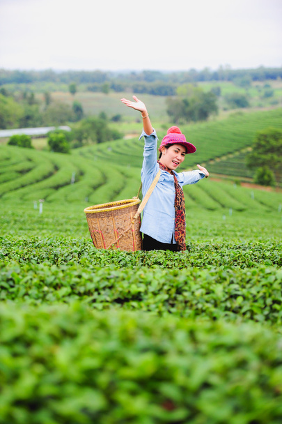 Asii nádherná žena výdeje čaj listy v čajové plantáže, hap - Fotografie, Obrázek