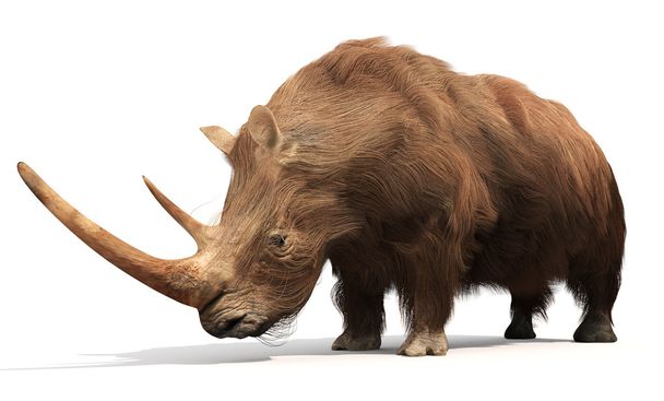 Шерстистый носорог
 - Фото, изображение