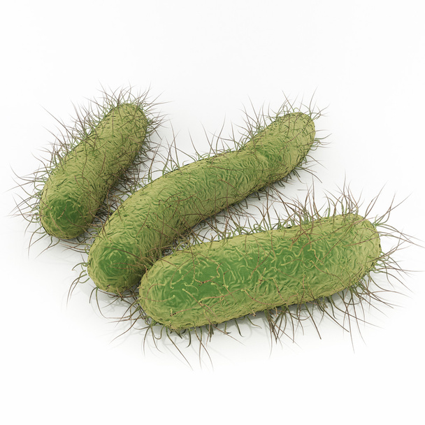Бактерии кишечной палочки
 - Фото, изображение