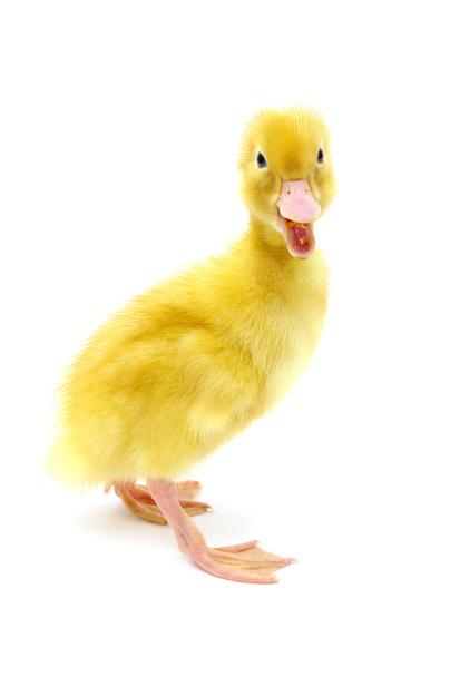 Duck on a white - Photo, Image